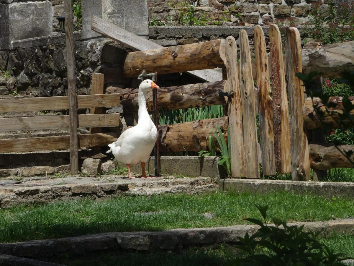 Le Mas Du Galibot Chambre Cambalotte Saint-Florent-sur-Auzonnet Buitenkant foto